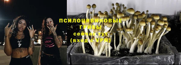 сатива Михайловка
